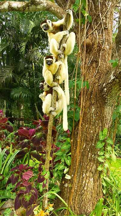 Lémurien de Madagascar
